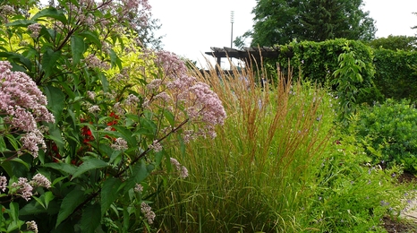 landscape with many different grasses and shrubs