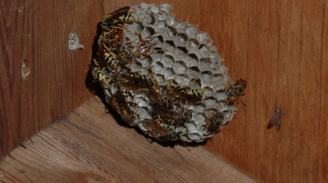 wasp nest wedged in the corner of a wooden box