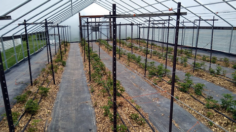 Greenhouse with trellised raspberries.