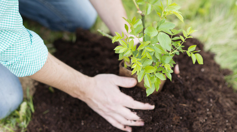 Close up of a pair of hands planting a tree seedling in the ground.