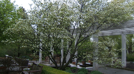 Serviceberry tree with flowers. 