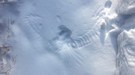 snow imprint from an owl