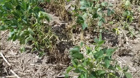 insect damage in soybean field