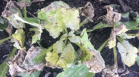 Herbicide Mode Of Action And Sugarbeet Injury Symptoms - 