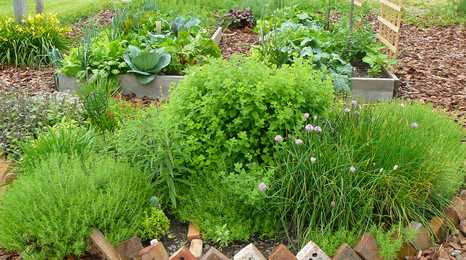 raised beds with vegetables and herbs
