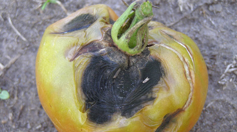Tomato with symptoms of early blight.