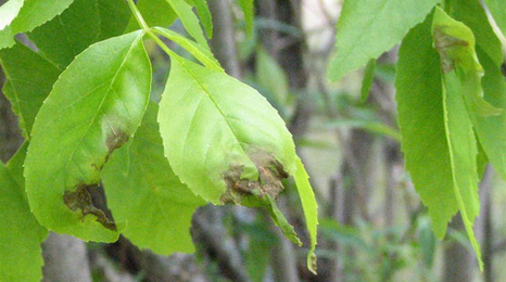 Tree leaves with anthracnose.