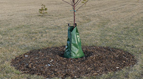 Young tree with a green water collector around the base in a circle of mulch.