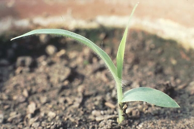 Seedling of a wild proso millet weed