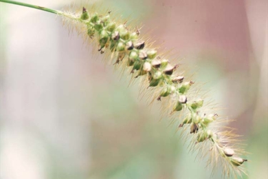 Yellow foxtail inflorescence