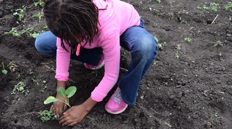 A girl planting a small plant in dirt