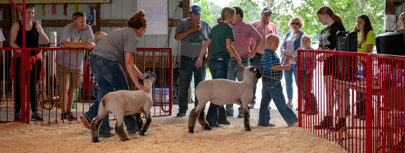 4-H youth showing sheep in the ring.