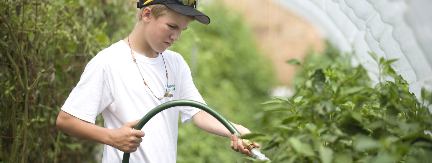A boy watering tomato plants