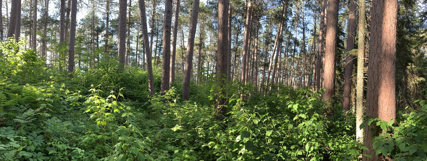 Pine woods with understory plants