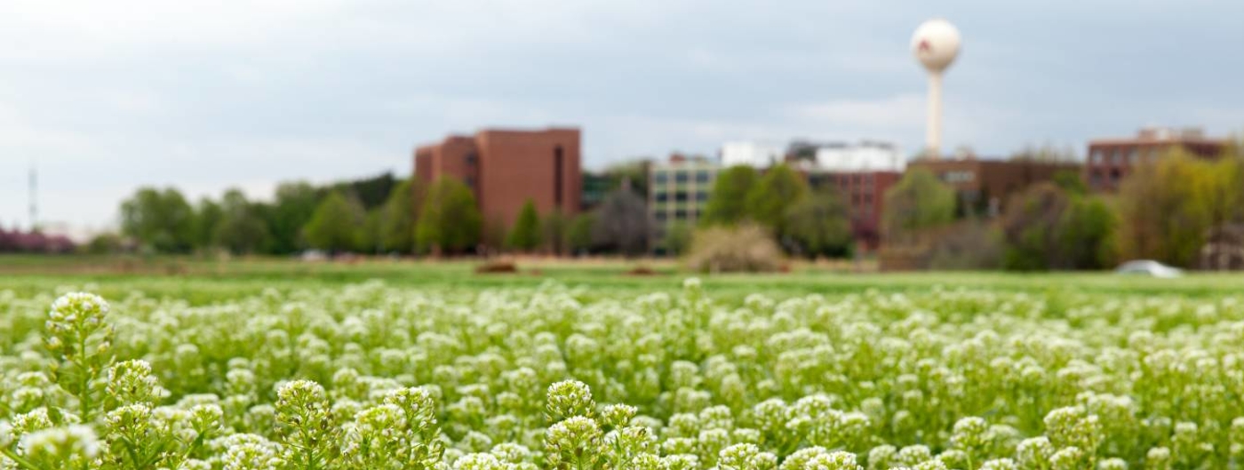 Blooming field with St. Paul campus in the background.