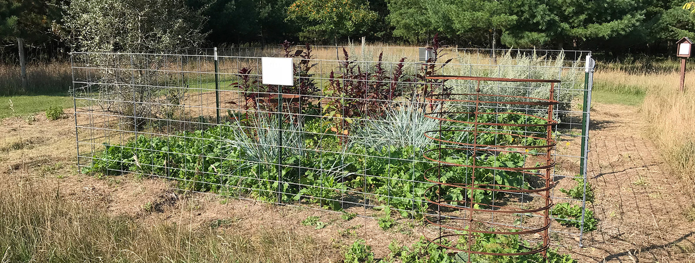 A crop of plants surrounded by wire fence to prevent deer from eating the plants.