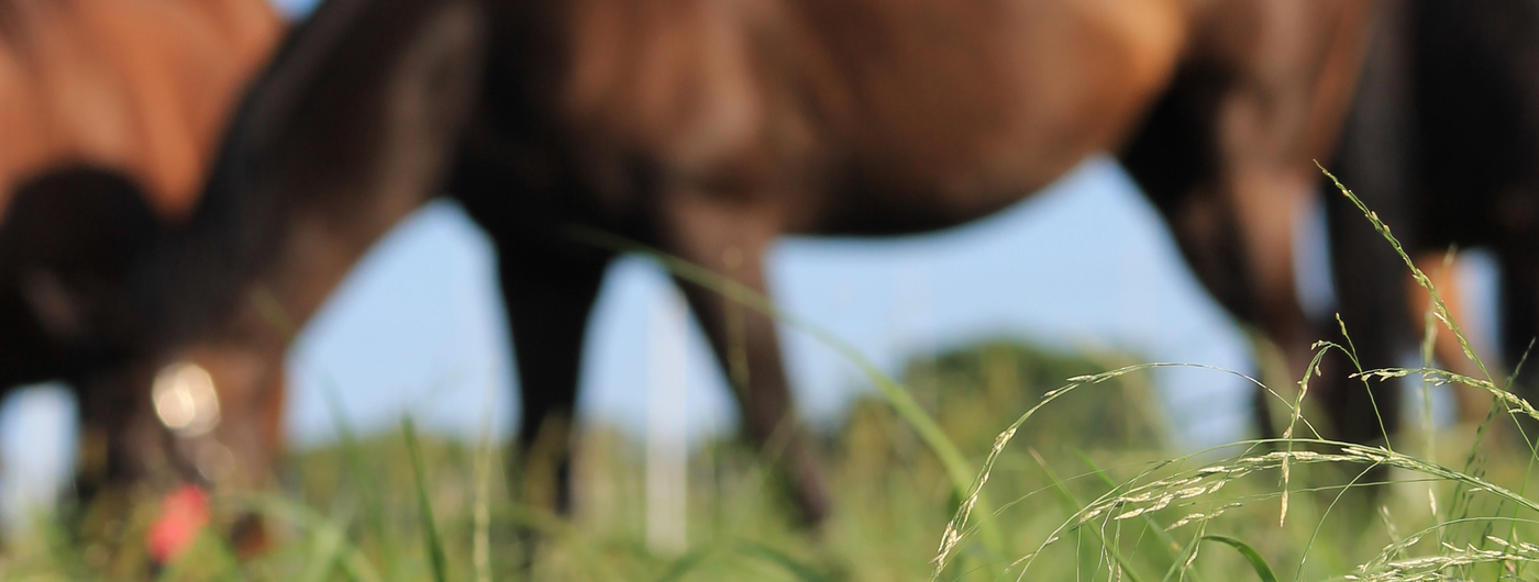 Horses grazing warm-season grasses