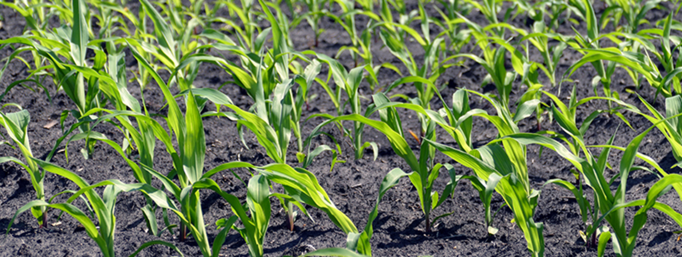 Corn plants in June are only about 8 inches high in the field