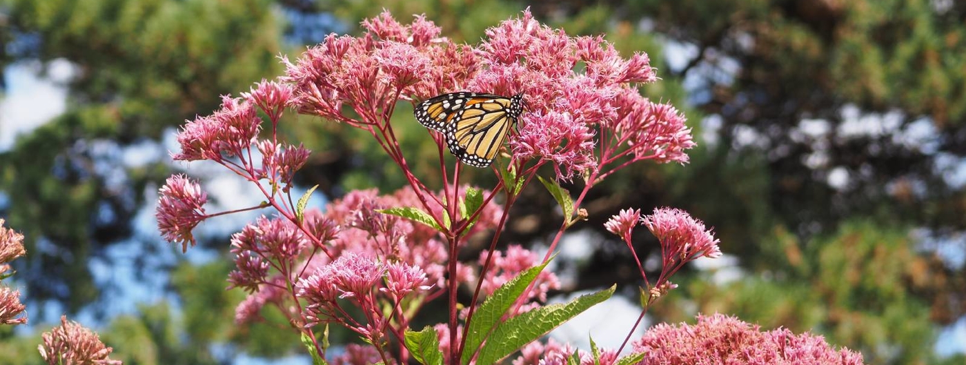 Monarch butterfly sitting on pink blooming flower with pine trees in the background.