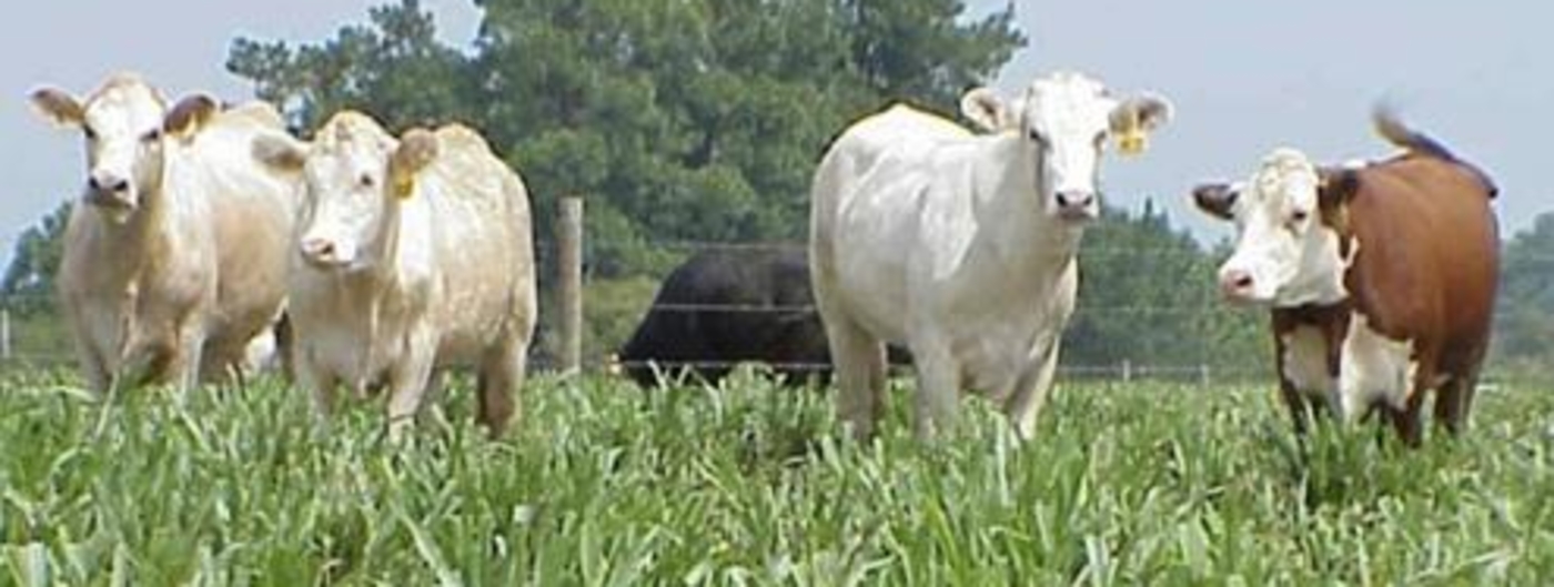 Cattle grazing annual grass species