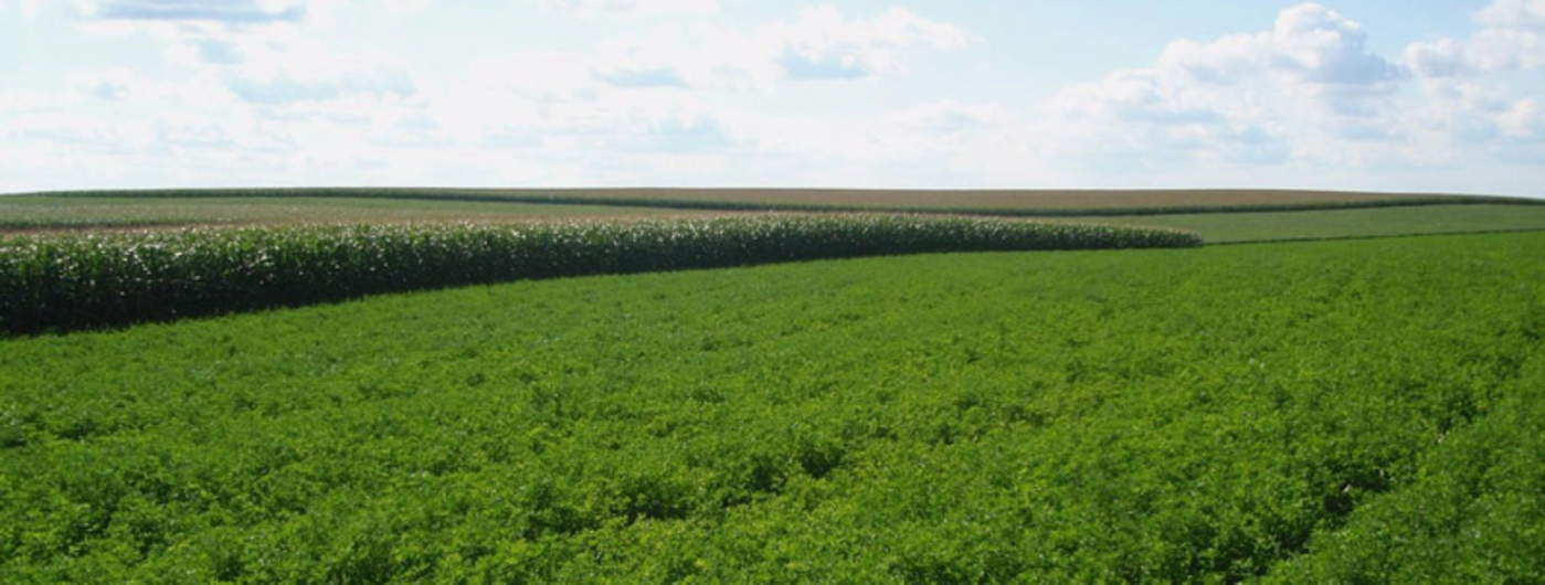 Alfalfa field with corn in the back.