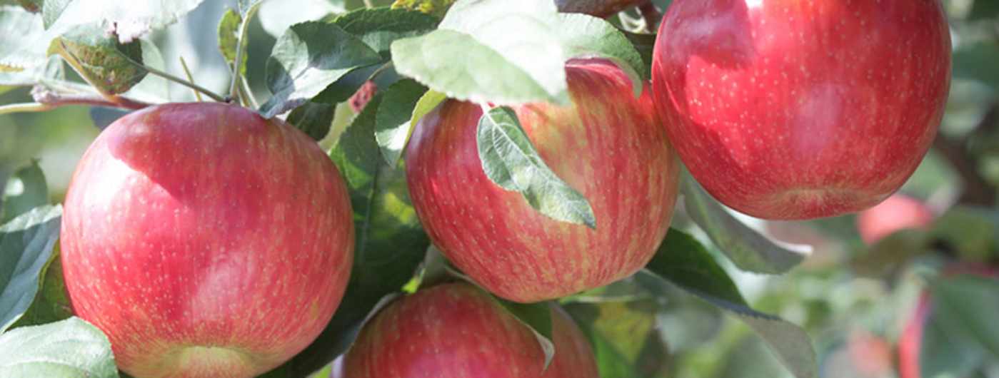 Growing Apples In The Home Garden Umn, Garden Apple Tree Varieties