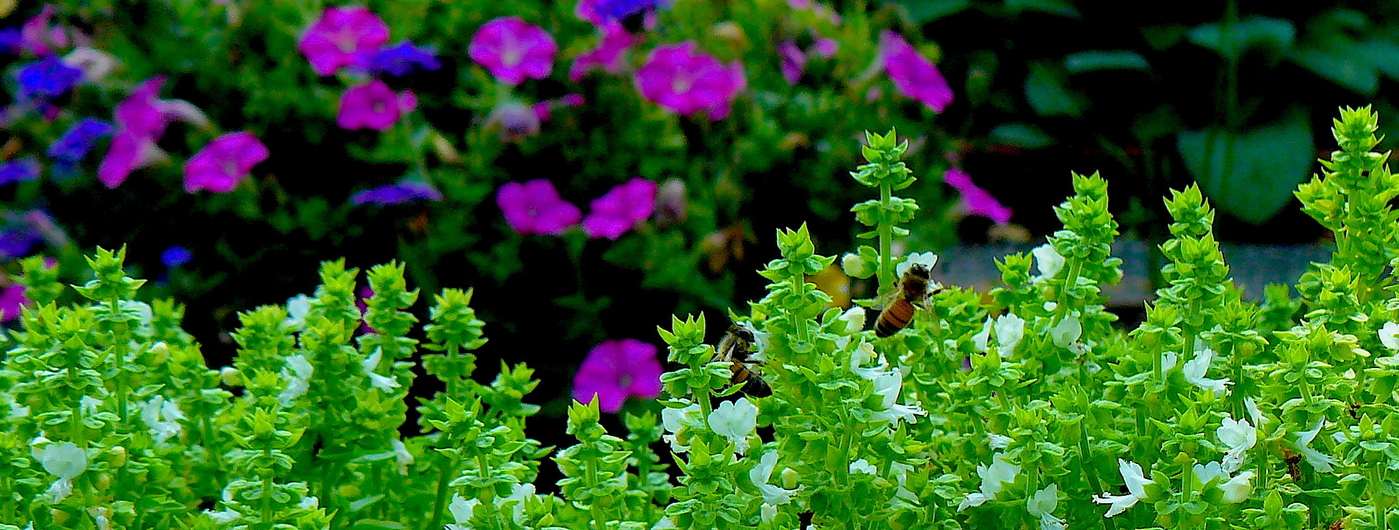 bees hovering over flowers of greek basil plants and petunias in a garden
