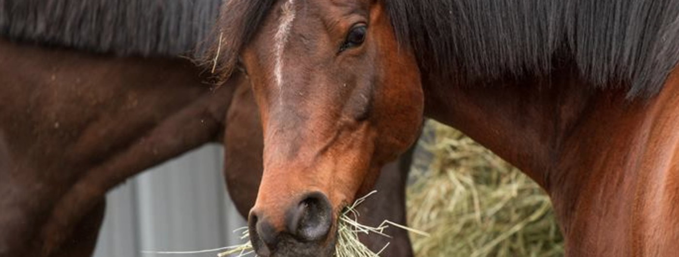 Horse with hay in its mouth.