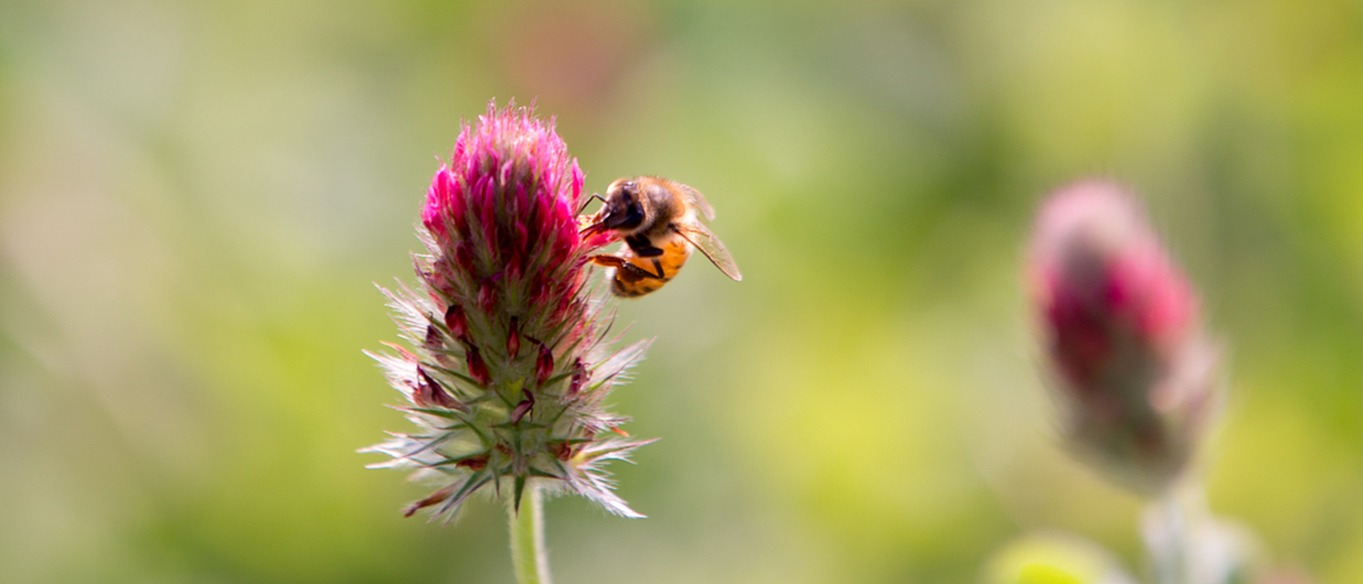 Growing Landscapes To Help Bees And, Minnesota Native Landscapes Bee Lawn