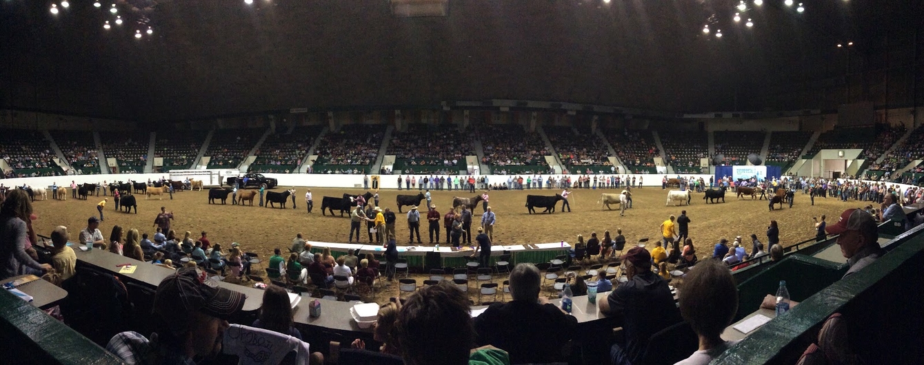 beef cattle being shown inside a fair arena