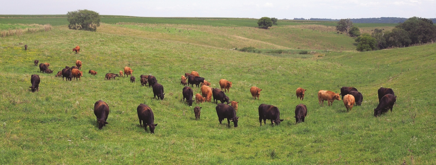Beef cattle on pasture