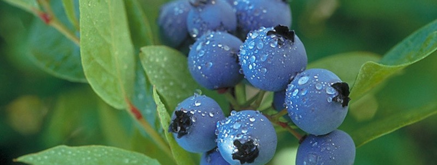 How to Plant And Care for Blueberry Trees in Your Home Garden 