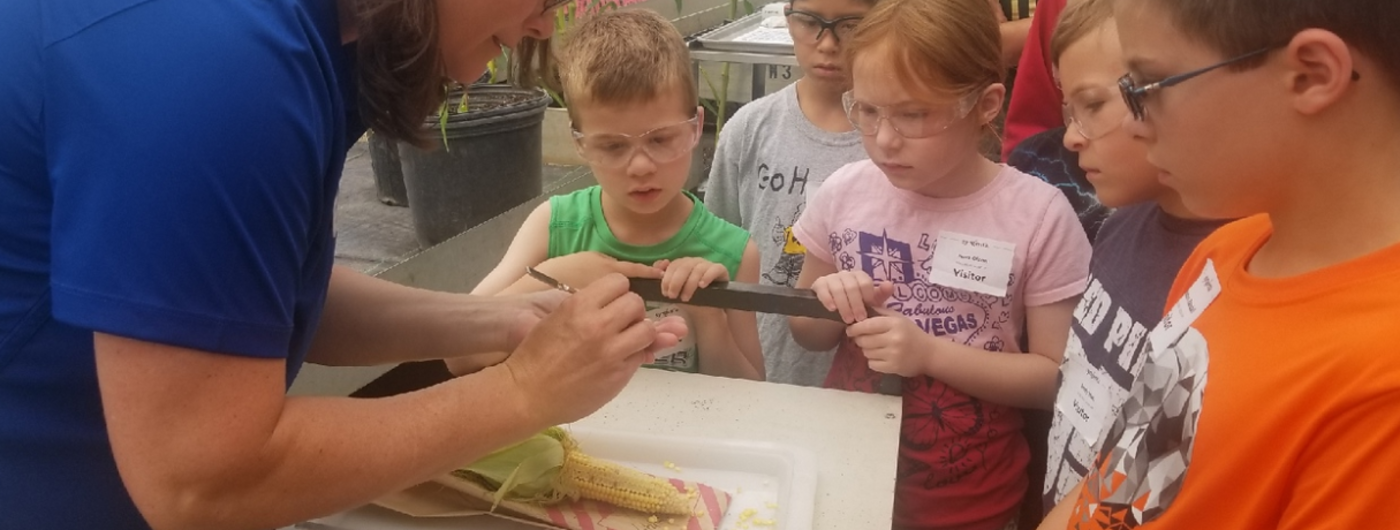 4 children stare intently at a corn sample