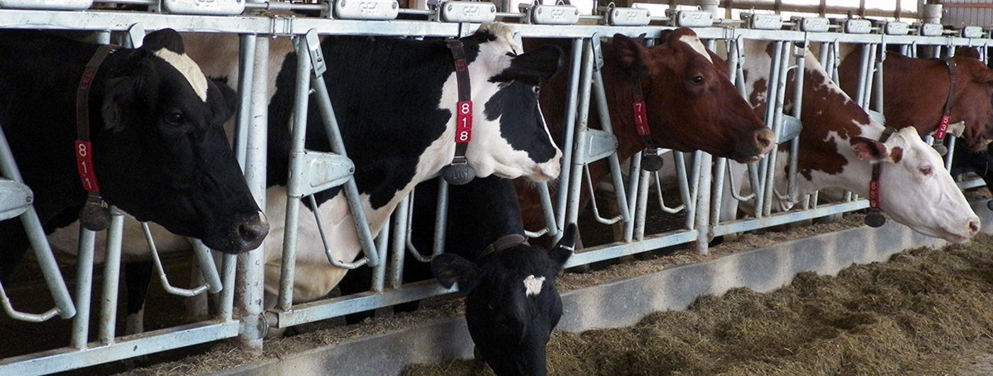 Dairy milking cows | UMN Extension