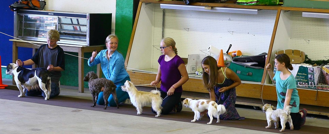 5 youth showing dogs