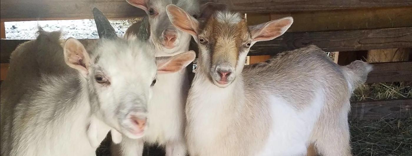 Three goats in a barn looking right at the camera.
