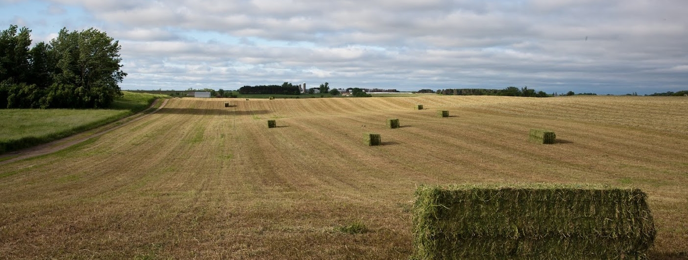 Hay field with square bales.