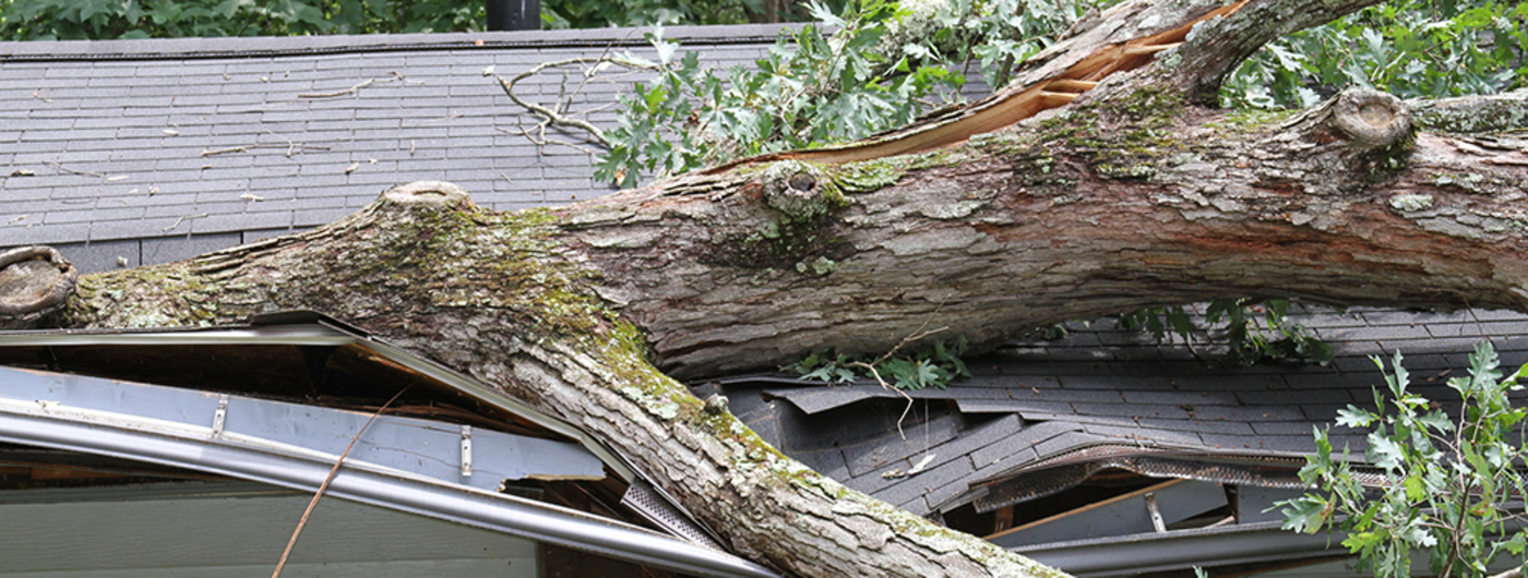 Downed tree on house roof.