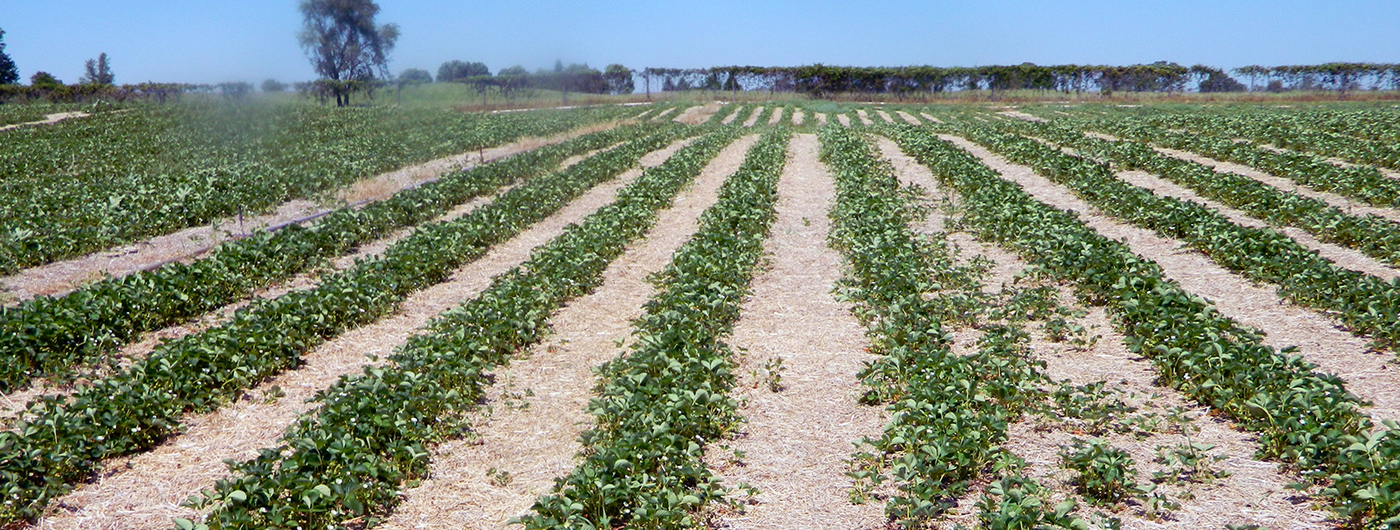 June-bearing strawberry plants in rows in a field.