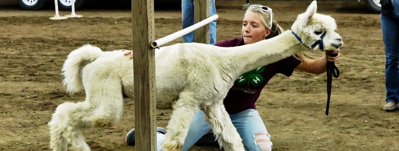 white alpaca going under bar with exhibitor help during obstacle course