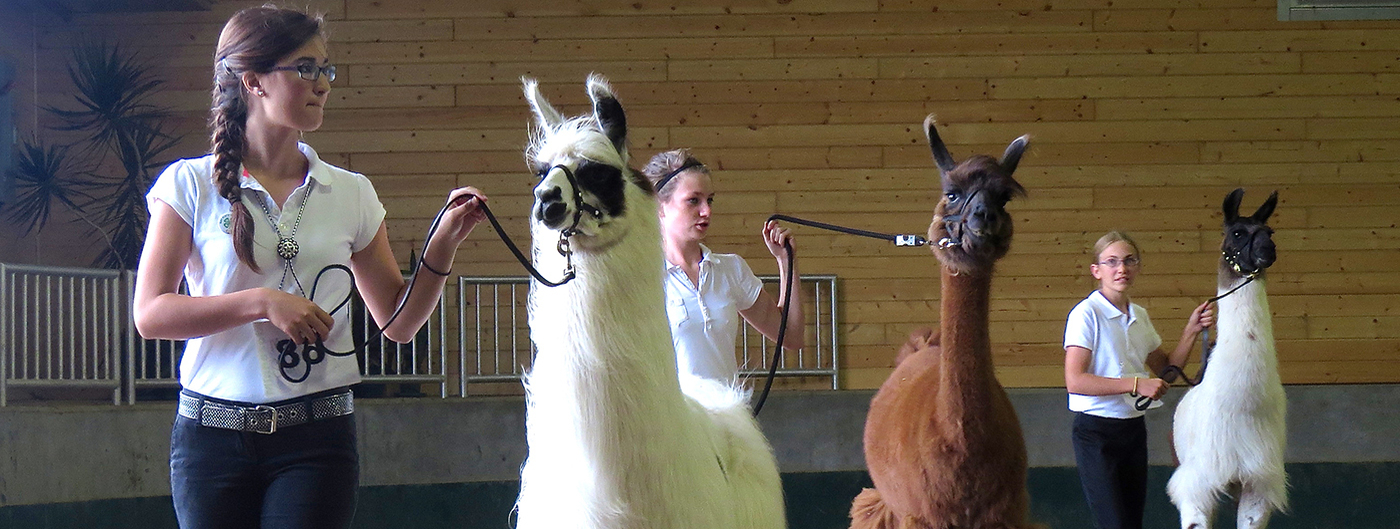 3 girls and 3 llamas in the show ring