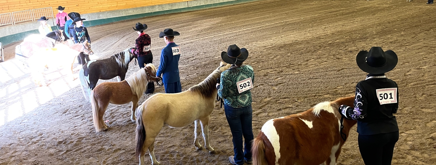 youth showing miniature horses in a show ring