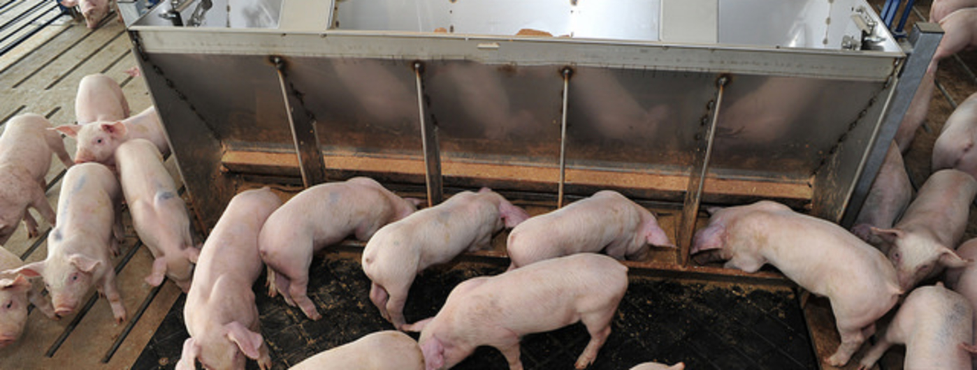 Pigs feeding at a trough.