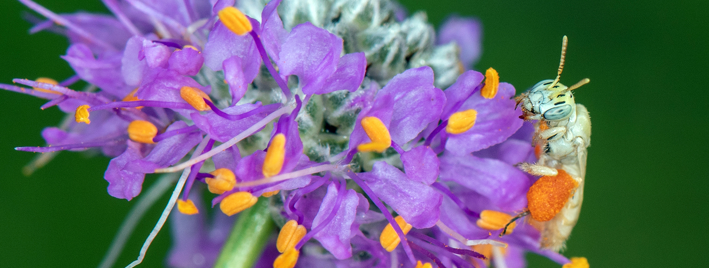 Purple prairie clover with a pale miner bee (Perdita Dalea).