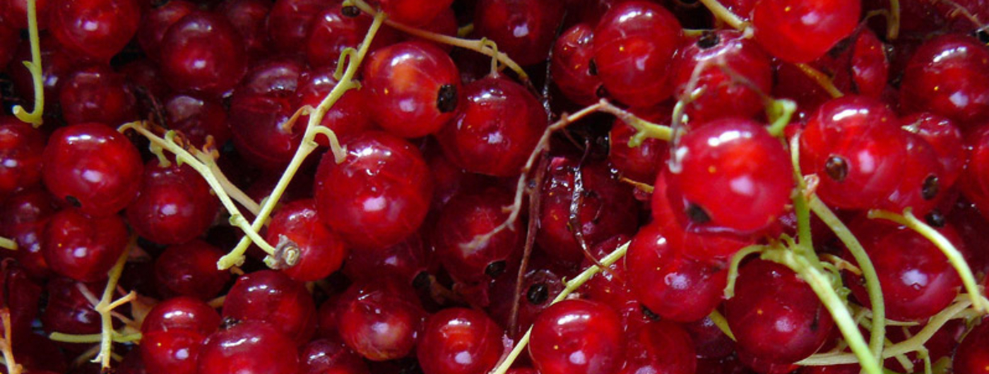 Harvested red currants