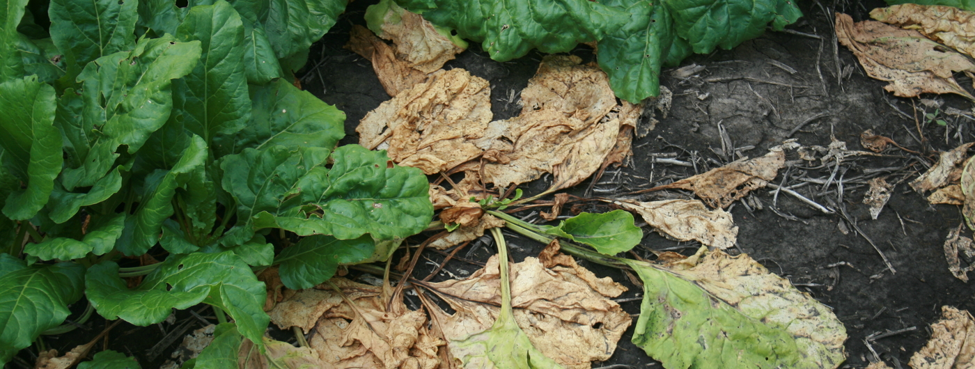 sugarbeet with root and crown rot