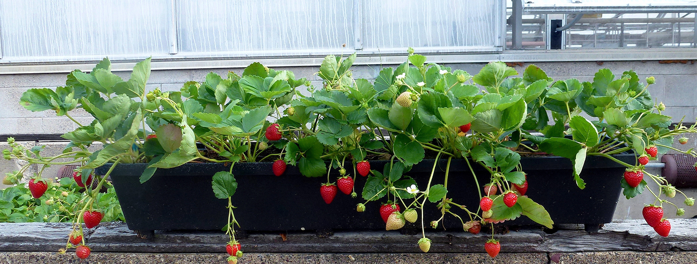 Strawberries growing in a long, shallow planter box.