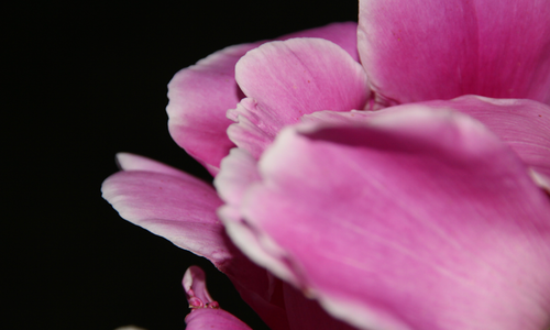Pink flower with black background