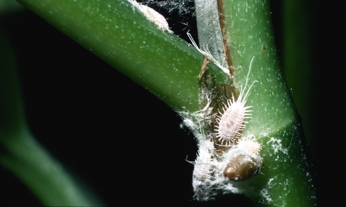 White, powdery insects under the joint where a leaf meets a plant stem.