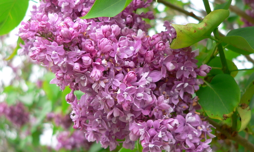 Purple lilac bush.